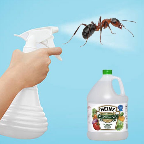 How to Get Rid of Ants Indoors!