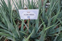 10 Medicinal Plants You Can Grow In Your Backyard| Gardening, Medicinal Plants, Healing Herbs, How to Grow Healing Herbs, Gardening Tips, Gardening Tips and Tricks, Yard and Landscape, Landscaping Tips and Tricks