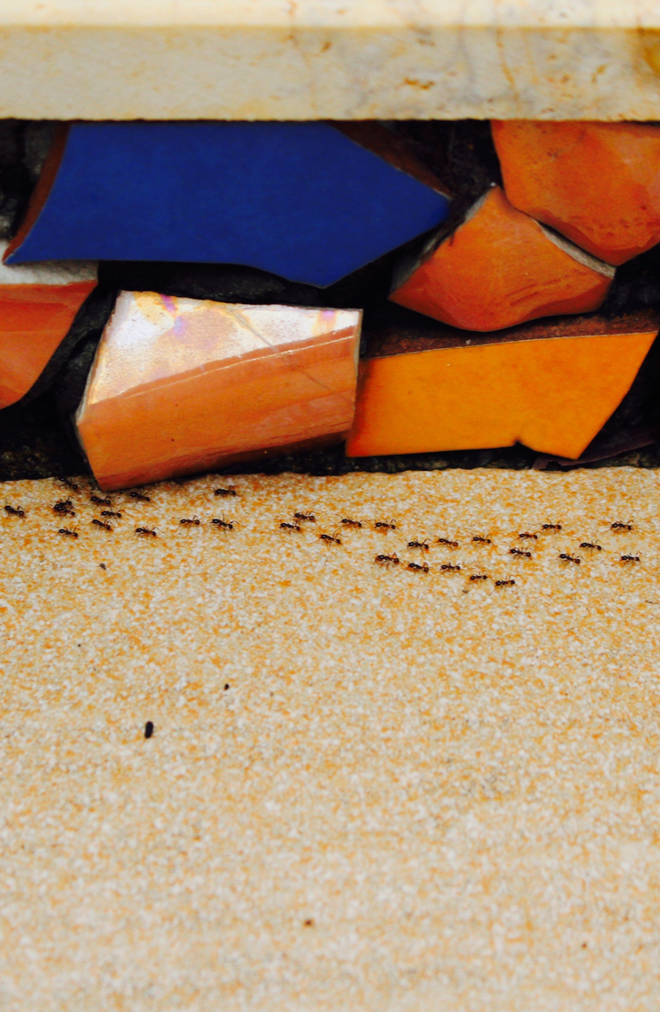 Yuck! Do you have an ant infestation in your home? Though these tiny, resilient bugs may seem impossible to defeat, there are some pretty easy indoor ant repellent ideas to help you chase them out of your home for good. Ants hate the smell of mint. Lay mint tea bags at the their point of entry and they will stay away.