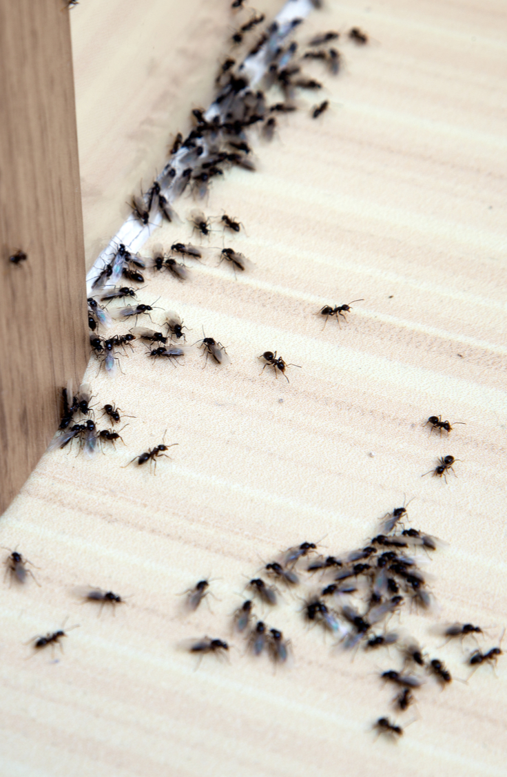 Yuck! Do you have an ant infestation in your home? Though these tiny, resilient bugs may seem impossible to defeat, there are some pretty easy indoor ant repellent ideas to help you chase them out of your home for good. If you spray a mixture of lemon juice and water, it will kill the ants on contact.