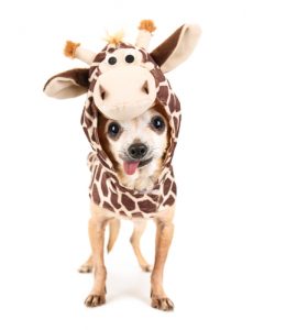 Costume Ideas for Pets | DIY Pet Halloween Costumes | Halloween Costumes for your Pet | Pet-Friendly Halloween Costumes | Halloween