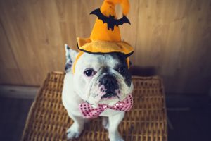 Costume Ideas for Pets | DIY Pet Halloween Costumes | Halloween Costumes for your Pet | Pet-Friendly Halloween Costumes | Halloween