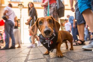 Costume Ideas for Pets | DIY Pet Halloween Costumes | Halloween Costumes for your Pet | Pet-Friendly Halloween Costumes | Halloween