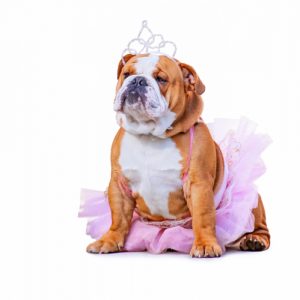 Costume Ideas for Pets | DIY Pet Halloween Costumes | Halloween Costumes for your Pet | Pet-Friendly Halloween Costumes | Halloween