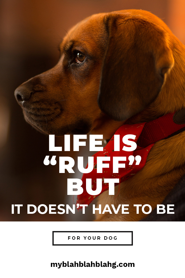 Life Is "Ruff" But It Doesn't Have To be For Your Dog