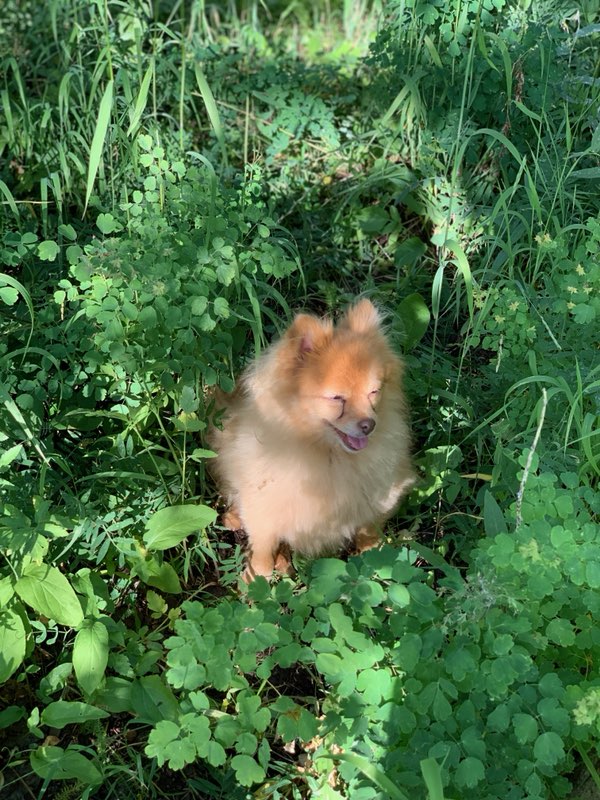 burrs fur remove them easily burr dogs hair four step brush