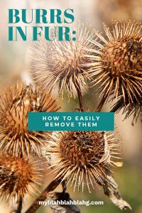 Burrs In Fur: How To Easily Remove Them