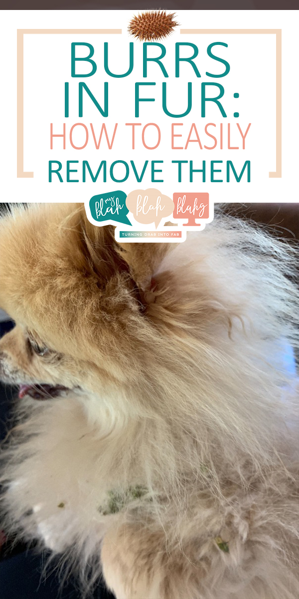 Burrs In Fur How To Easily Remove Them