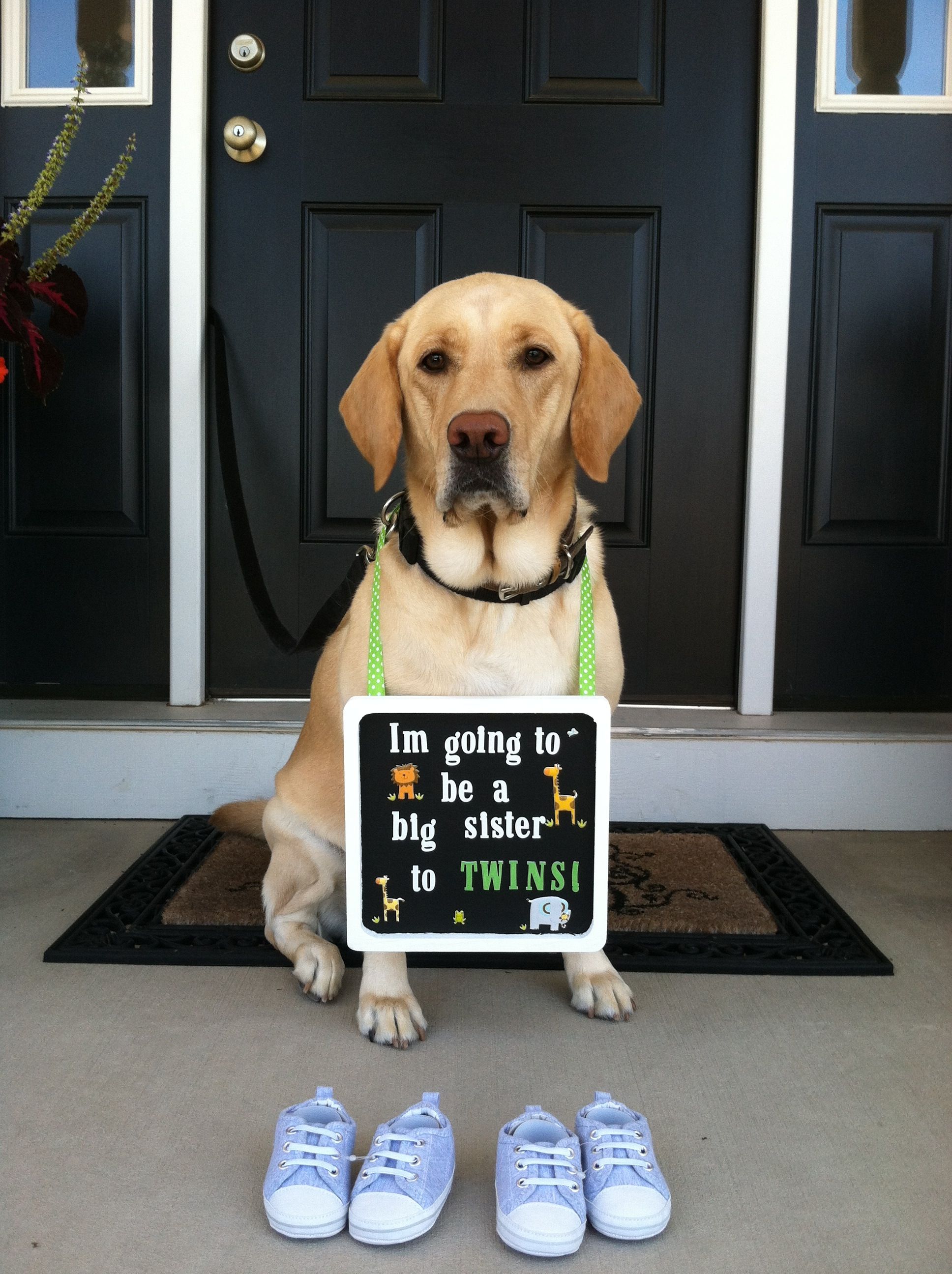 Valentine's Day is the perfect time to announce your pregnancy. These Valentine's Day pregnancy announcement ideas will definitely spread the love! Nothing will love the baby more than the dog.