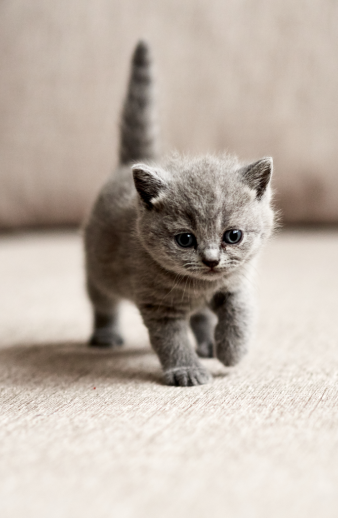Whether you have a boy, a girl, a calico, or are just looking for some cute kitten names, we've got you covered. Baby kittens are the perfect addition to your family!