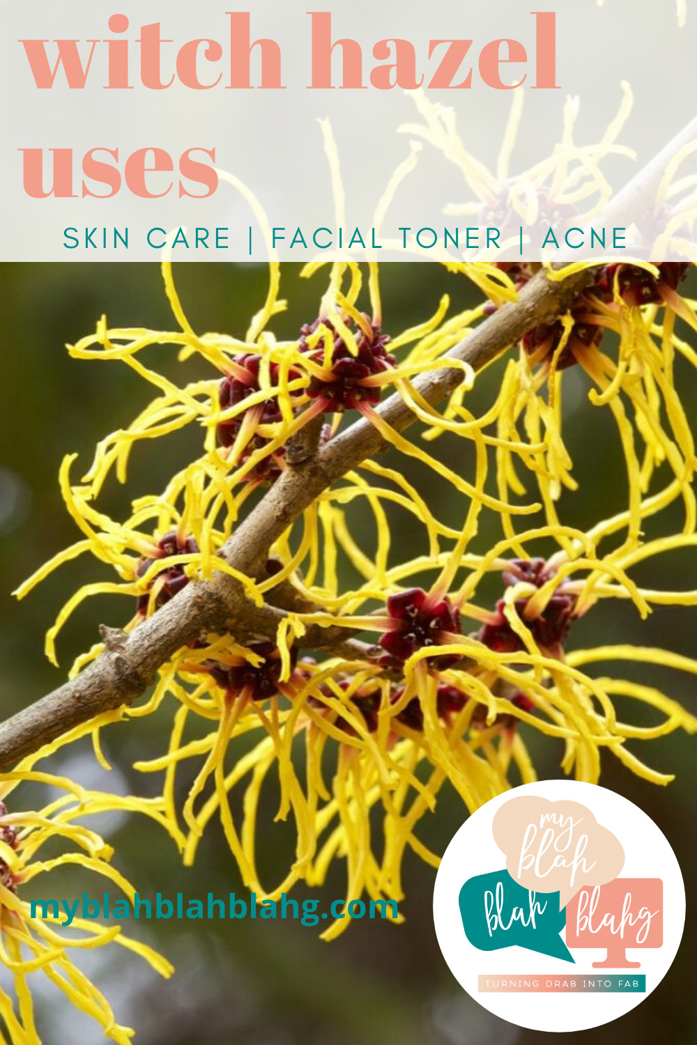 Witch hazel has some seriously amazing uses when it comes to skin care. Whether you have dry, oily, or a combination skin type, you have got to add this to your skin care routine. #witchhazeluses #skincare #myblahblahblahgblog