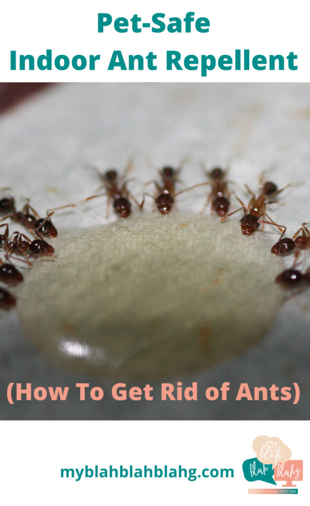 Indoor Ant Repellent How To Get Rid Of Ants Indoors Kid safe, Natural