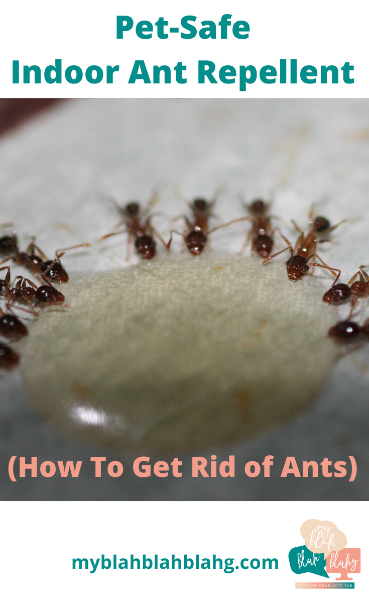 I never invite ants to my house, but every summer they feel a need to visit. And like most guests, they stay too long. Well, no more am I allowing uninvited visitors. Ants included. Learn how I get rid of ants indoors by reading this post. It's quite simple. Don't let your house be invaded. #killantsindoors #ideastokillants #pestcontrolindoors